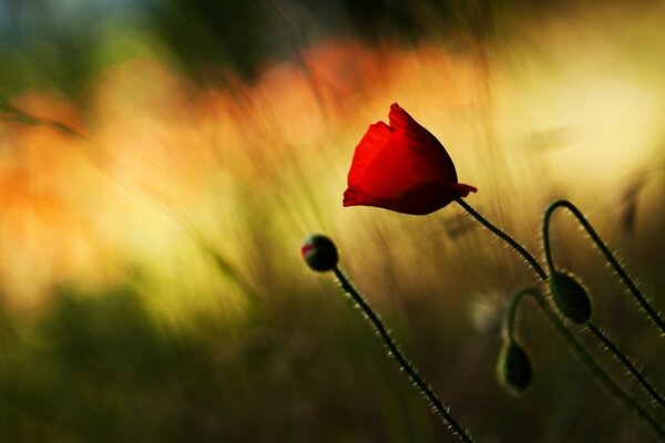 A red poppy flower on an oazmy background