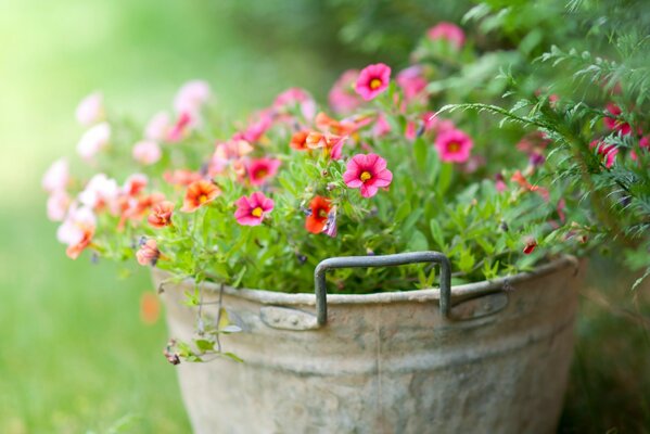 Flores tiernas y lindas plantadas en un cubo