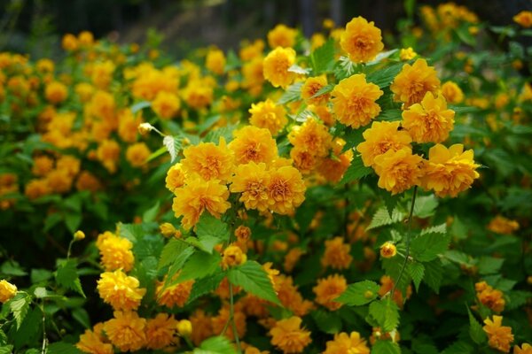 An immense field of yellow flowers