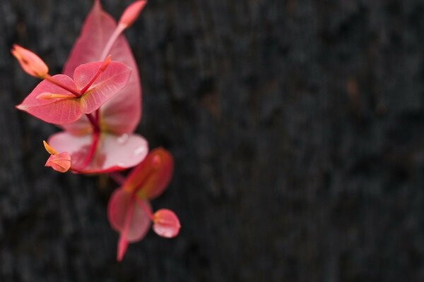 Belle plante rose. Vue de dessus