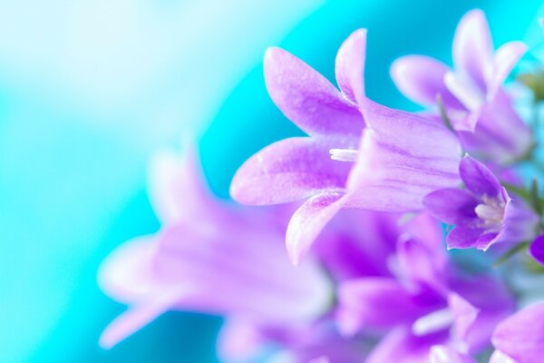 Macro de plantes: fleurs violettes