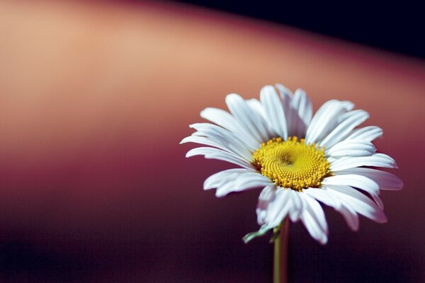 A daisy flower on an alien background