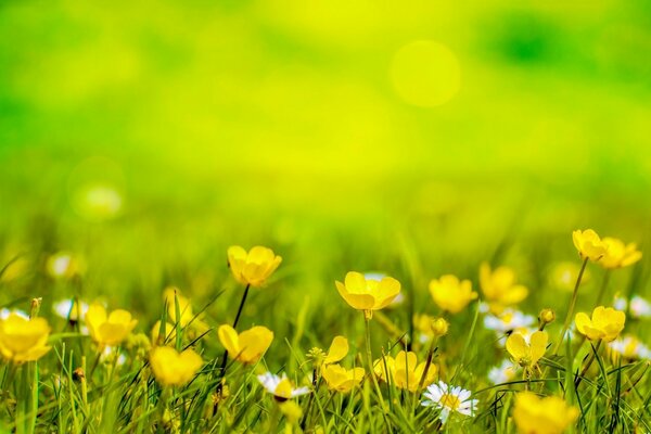 Fleur jaune dans un champ parmi l herbe