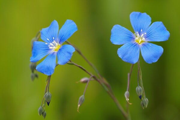 Blumen Flachs blaue Knospen auf grünem Hintergrund