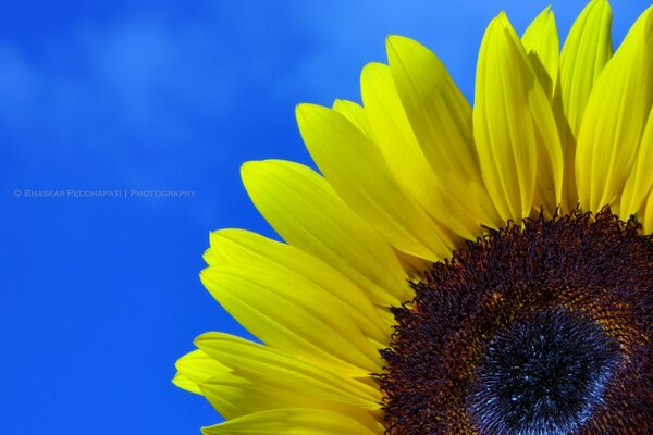 La fleur du soleil est un tournesol. Réveil matinal