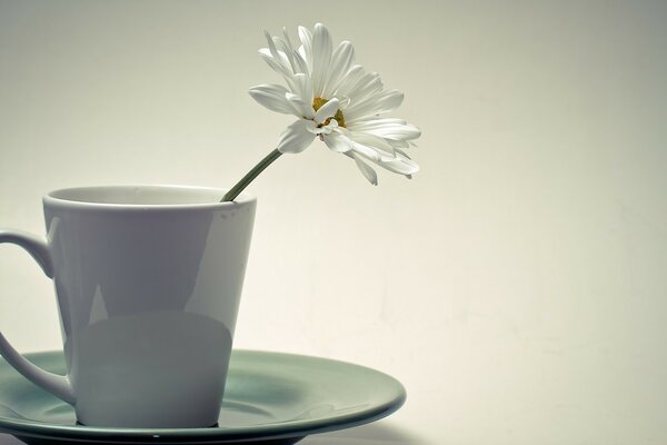 Fleur blanche dans une tasse