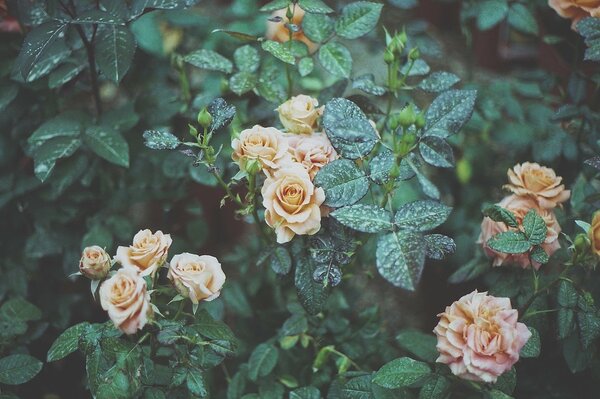 Strauch mit rosa Rosenblüten