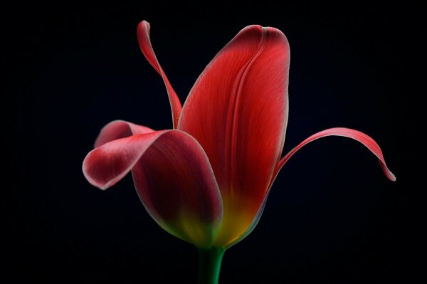 Tulipe sur fond noir