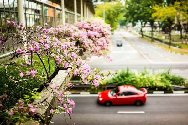 A red car rides over a bridge with grass and plants