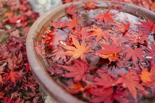 Llegó el otoño arce y hojas rojas