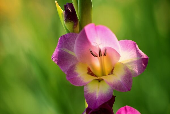 Beau glaïeul lilas en gros plan