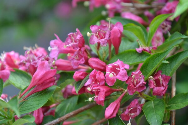 Delicati fiori rosa brillante tra le foglie