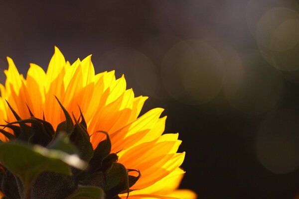 Flor de girasol en el fondo