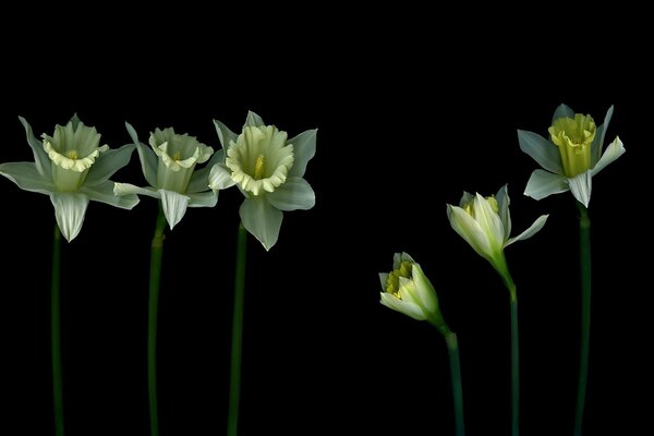 Tre Fiori con petali su sfondo nero