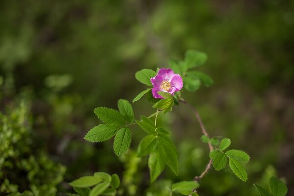 Rosehip branch with flower and leaves