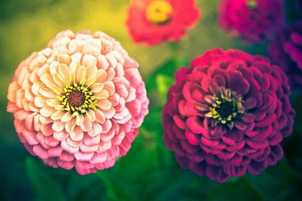 Pflanzen Sommer Blumen und Natur sind so schön