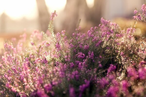 Beautiful flowers in the field