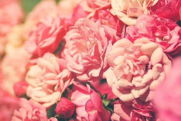 Delicate flowers of pink roses