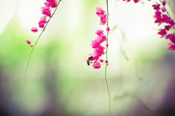 Biene auf Blumen mit rosa Ranken