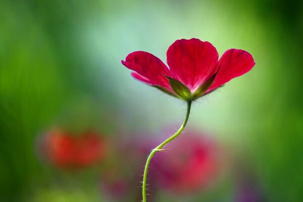 Flor roja sobre fondo borroso