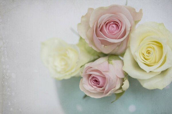 Delicate rosebuds on a white background