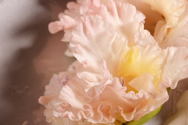 Розовый цветок гладиолуса. Макро