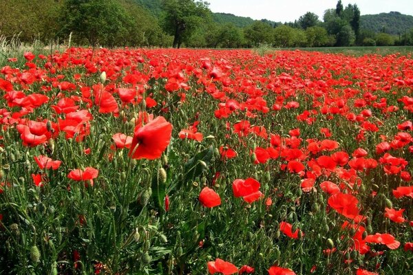 The vast field of red poppy