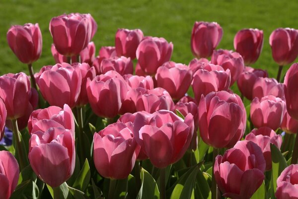 Red tulips on a green meadow