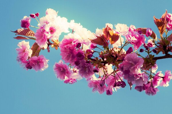 Spring blooming pink branch on the sky background