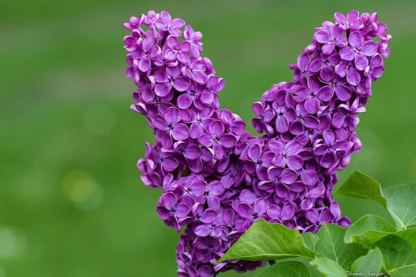 Bourgeons violets de lilas sur fond vert