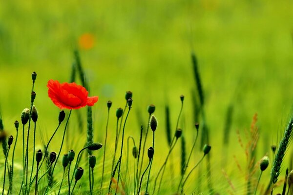 Bellissimo campo verde di papaveri in fiore