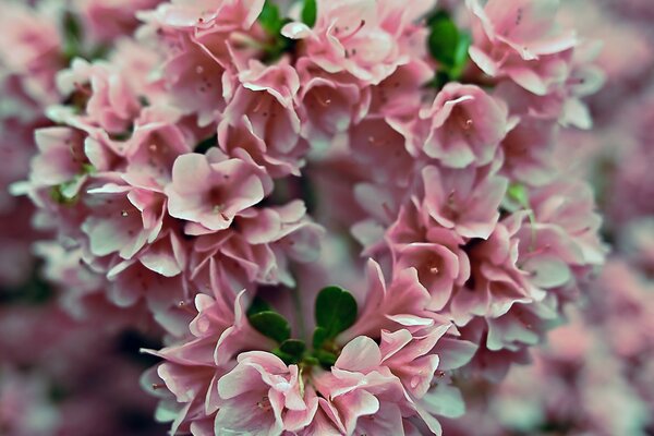 Bouquet de nombreuses fleurs roses