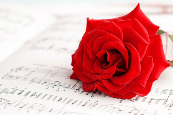 A rose flower on a music notebook