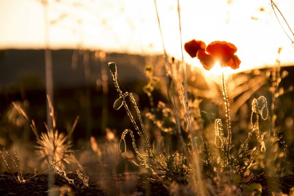 Blume Sommer Sonne Mohn Blütenblätter