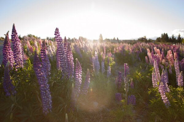 Rayons de soleil sur le champ de fleurs beauté