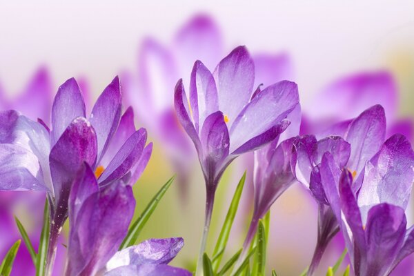 Purple flowers reach for the sun