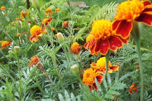 Schöne rote Blumen auf dem Hintergrund der grünen Blätter