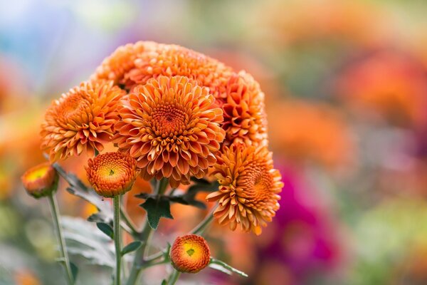 Ornajewaja Chrysantheme an Hintergrund von bunten Blumen