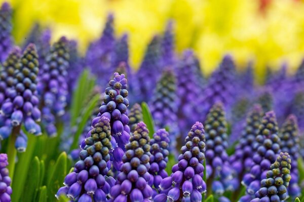 Fleurs violettes sur fond jaune