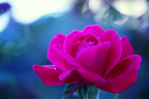 Rosa Rose auf blauem Hintergrund