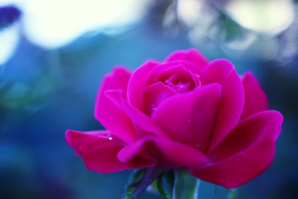 Różowa róża na niebieskim tle