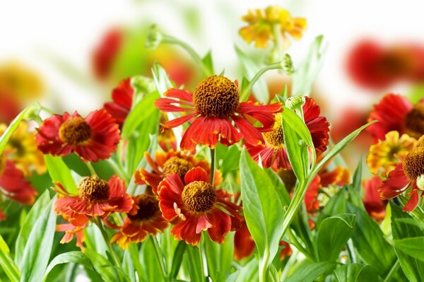 Bright spring plants and flowers with dew