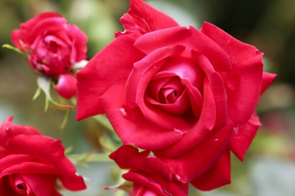 Petali di rosa boccioli di fascino