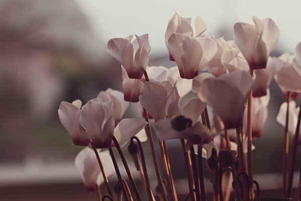 Light pink flowers in the sunlight