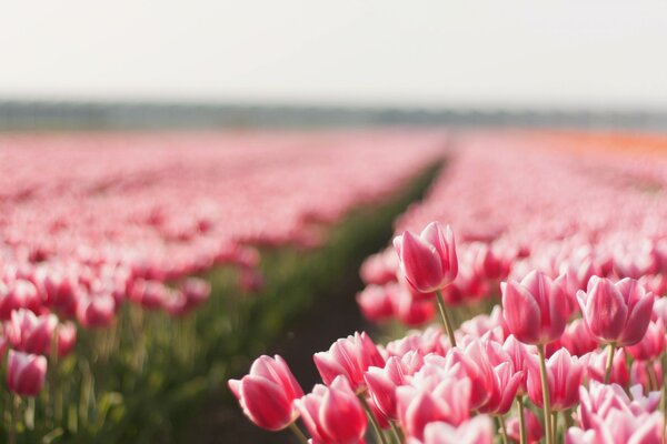 Spring field of pink tulips