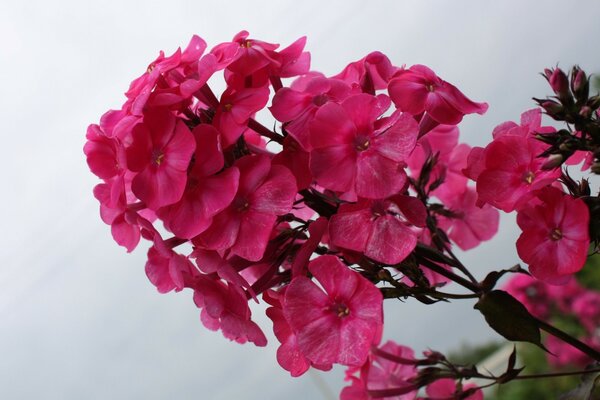 Цветы с розовыми лепестками