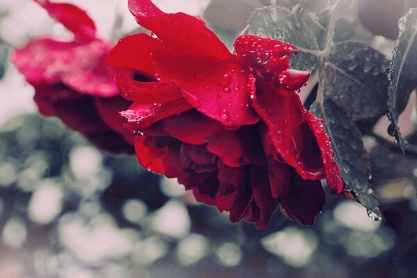 Chute d un bourgeon de rose rouge avec des gouttes de rosée