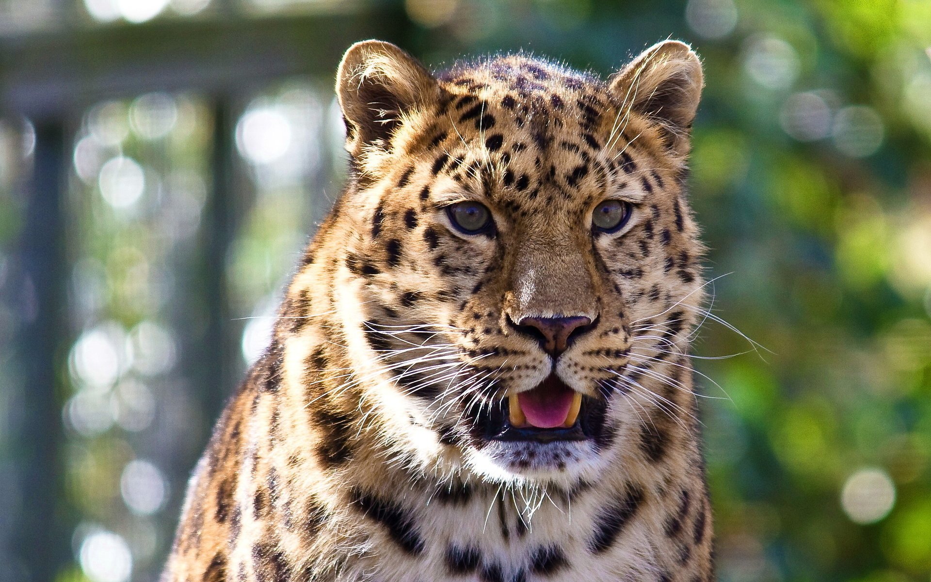 leopardo baffi sguardo lingua muso