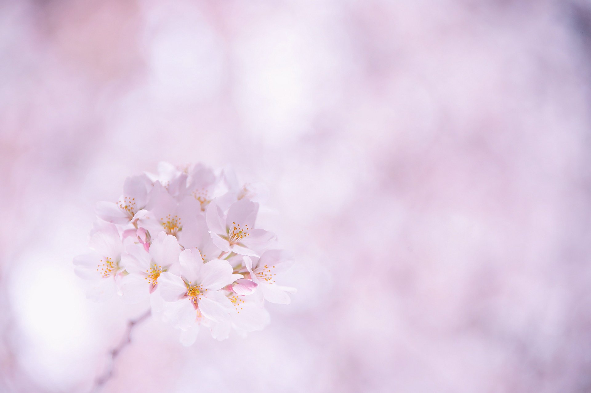 fiori sakura ciliegia rosa petali ramoscello bianco