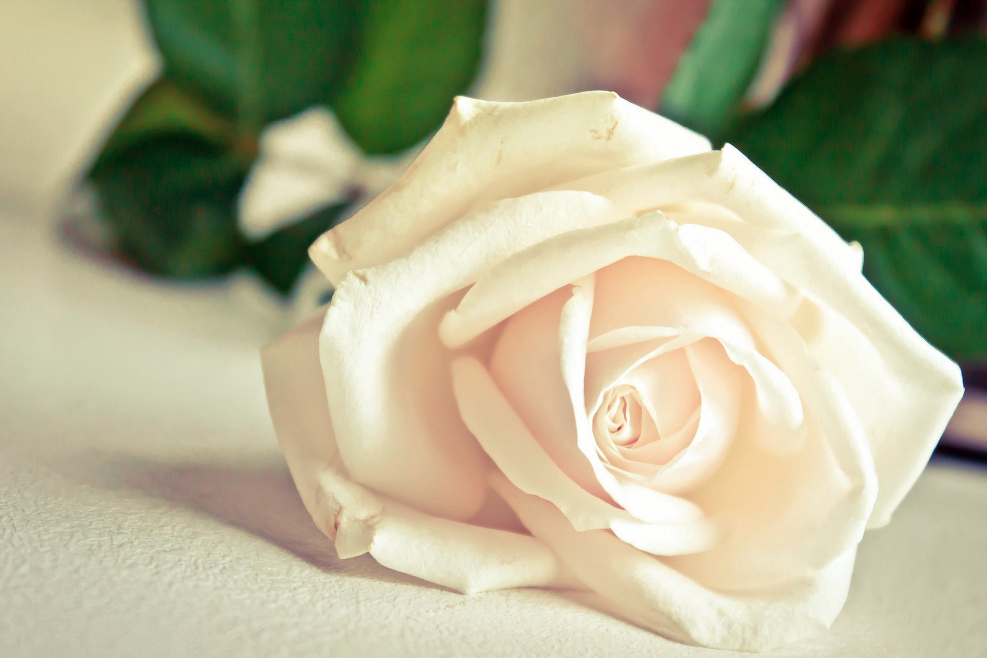 flower petals white rose macro